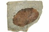 Fossil Leaf (Zizyphoides) - Montana #204011-1